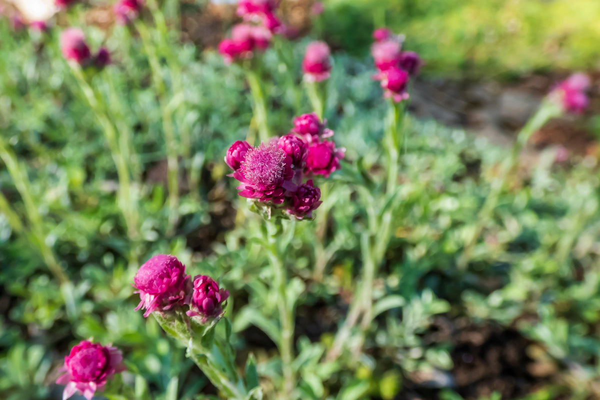 20 RED PUSSYTOES Antennaria Dioica Rubra Everlasting Flower Seeds