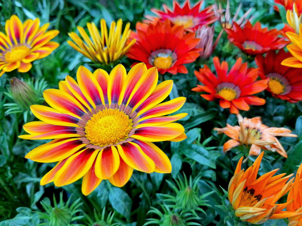 30 Mixed Colors GAZANIA Rigens Treasure Flower Seeds