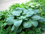 10 HOSTA ELEGANS Shade Lover Flower Seeds