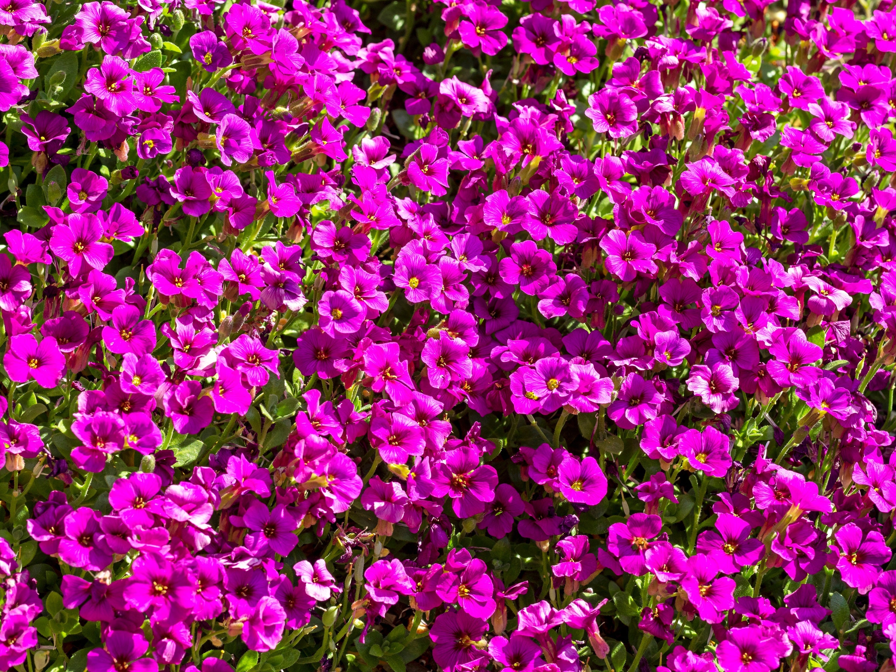 400 RAINBOW ROCKCRESS Rock Cress Large Flowered Aubrieta Cultorum Flower Seeds