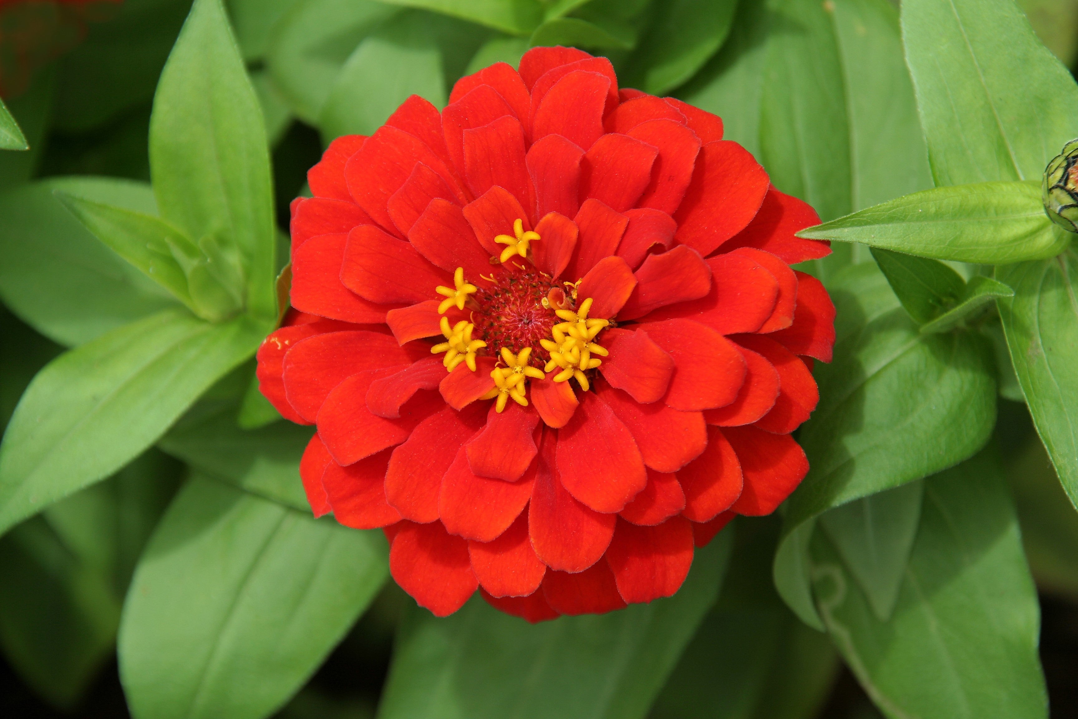250 Red CHERRY QUEEN ZINNIA Elegans Flower Seeds