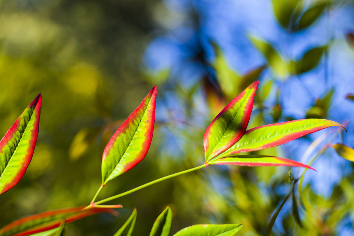 50 HEAVENLY BAMBOO Sacred Nandina Domestica Pink Red Sun Shade Shrub Seeds