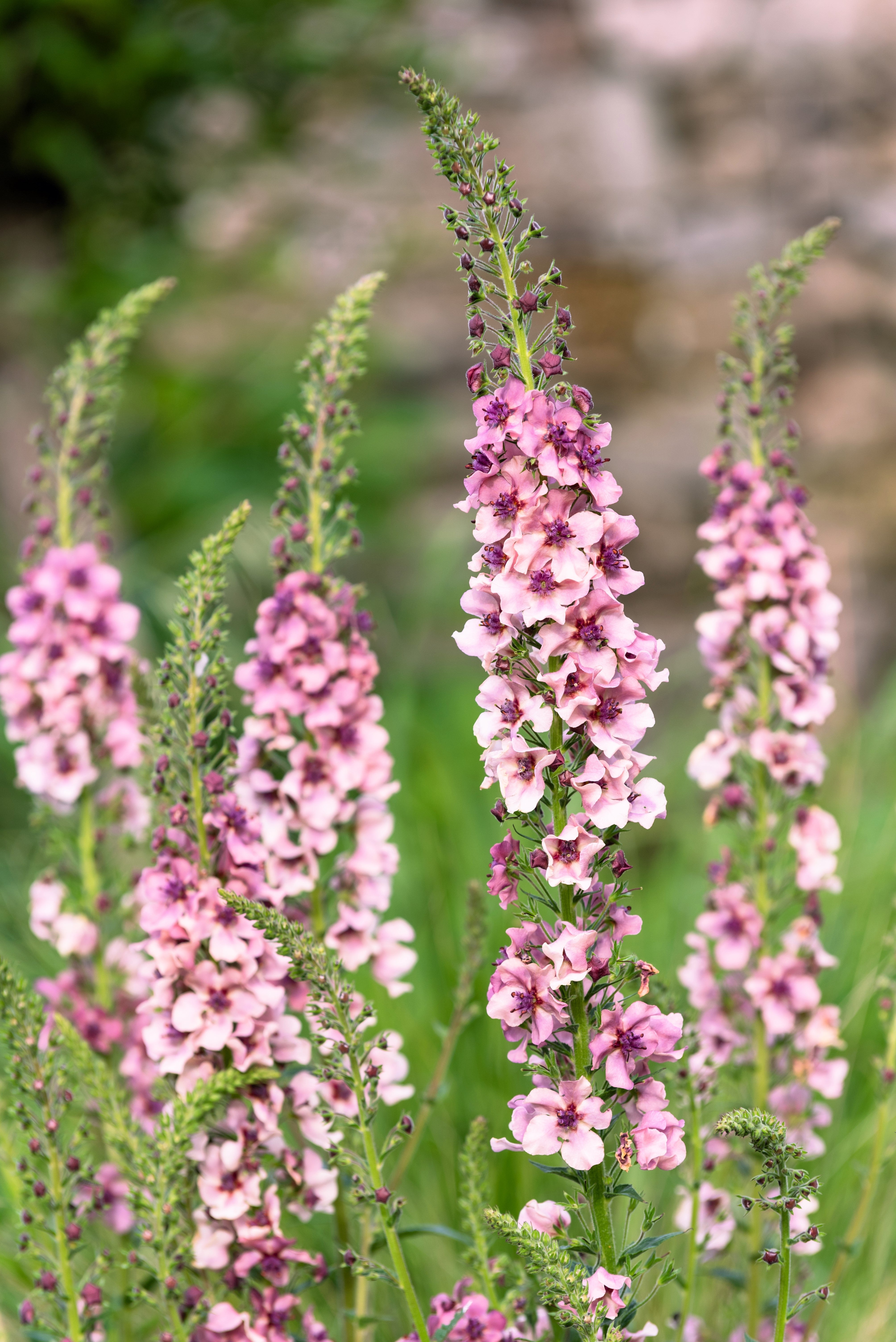 100 MIXED COLORS VERBASCUM Verbascum Phoeniceum Flower Seeds