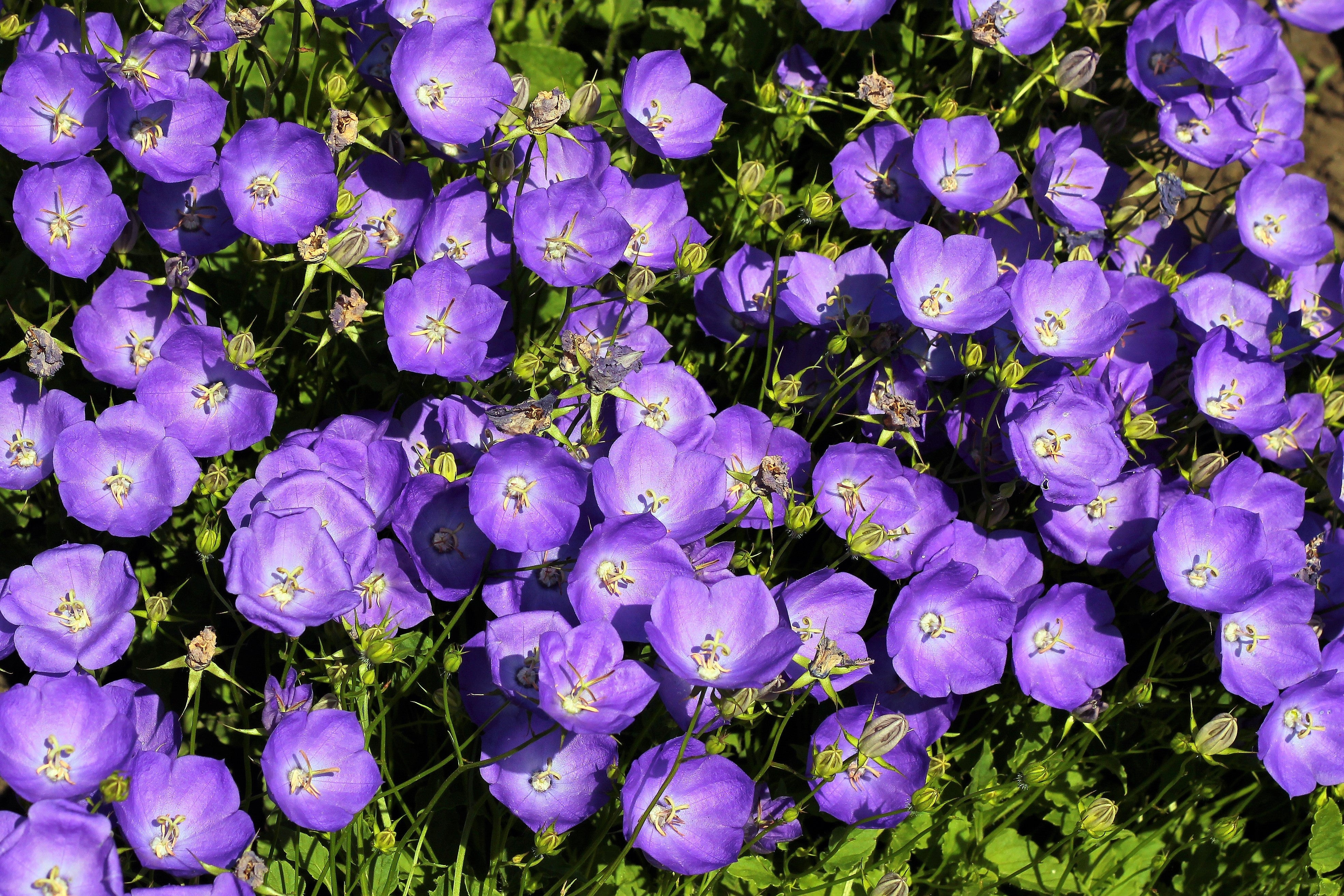 1000 TUSSOCK BELLFLOWER (Carpathian Bellflower) Campanula Carpatica Flower Seeds