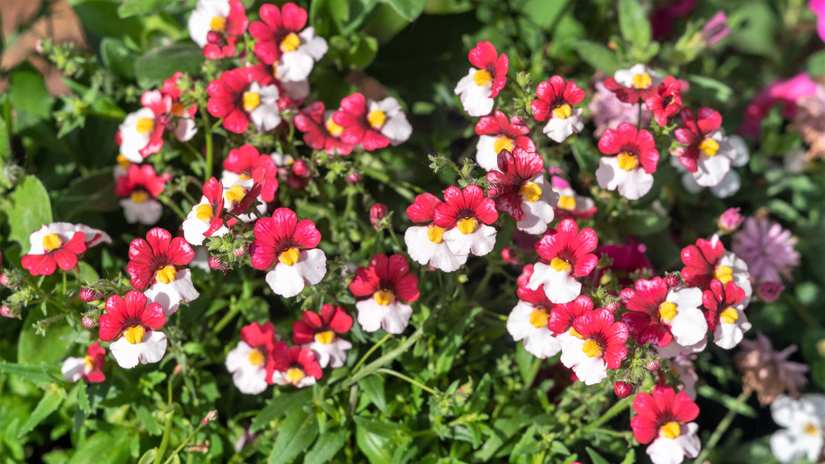 50 RED & WHITE NEMESIA Strumosa Danish Flag Fragrant Bicolor Flower Seeds