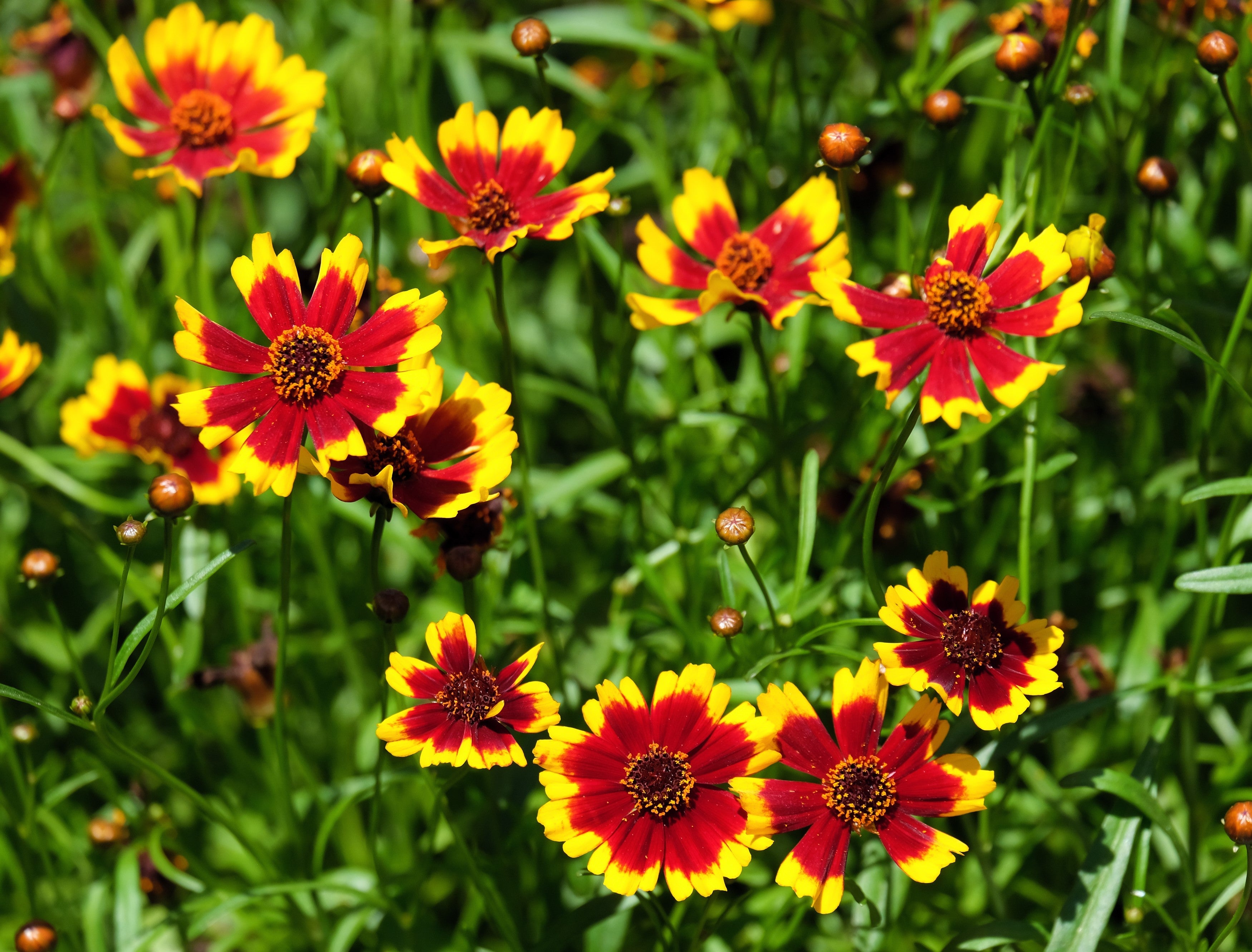 1000 PLAINS COREOPSIS (Golden Tickseed) Coreopsis Tinctoria Flower Seeds