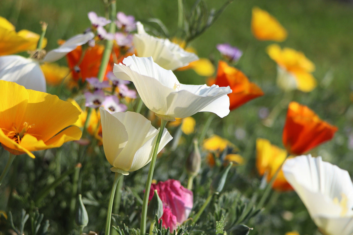 1000 WHITE CALIFORNIA POPPY Eschscholzia Californica Flower Seeds