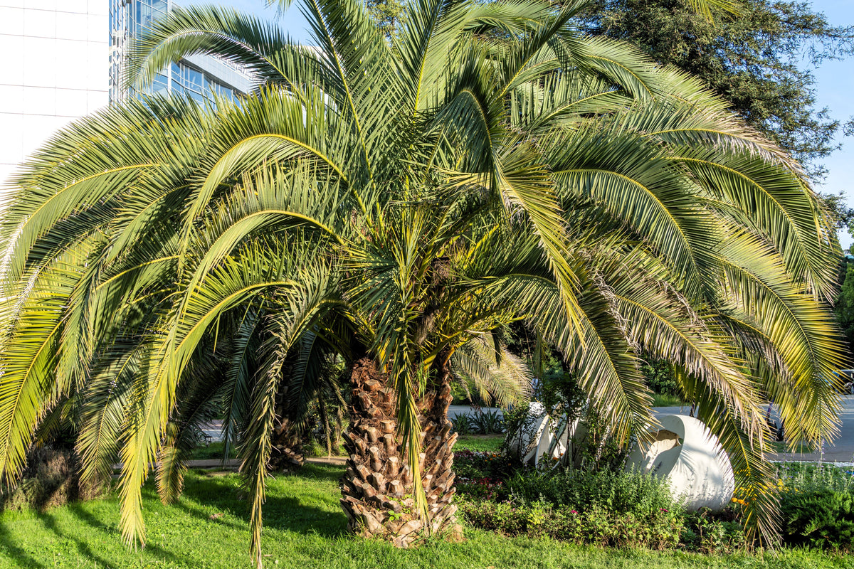 10 COCO PALM Jelly Palm Pindo Butia Capitata Edible Fruit Tree Houseplant Seeds