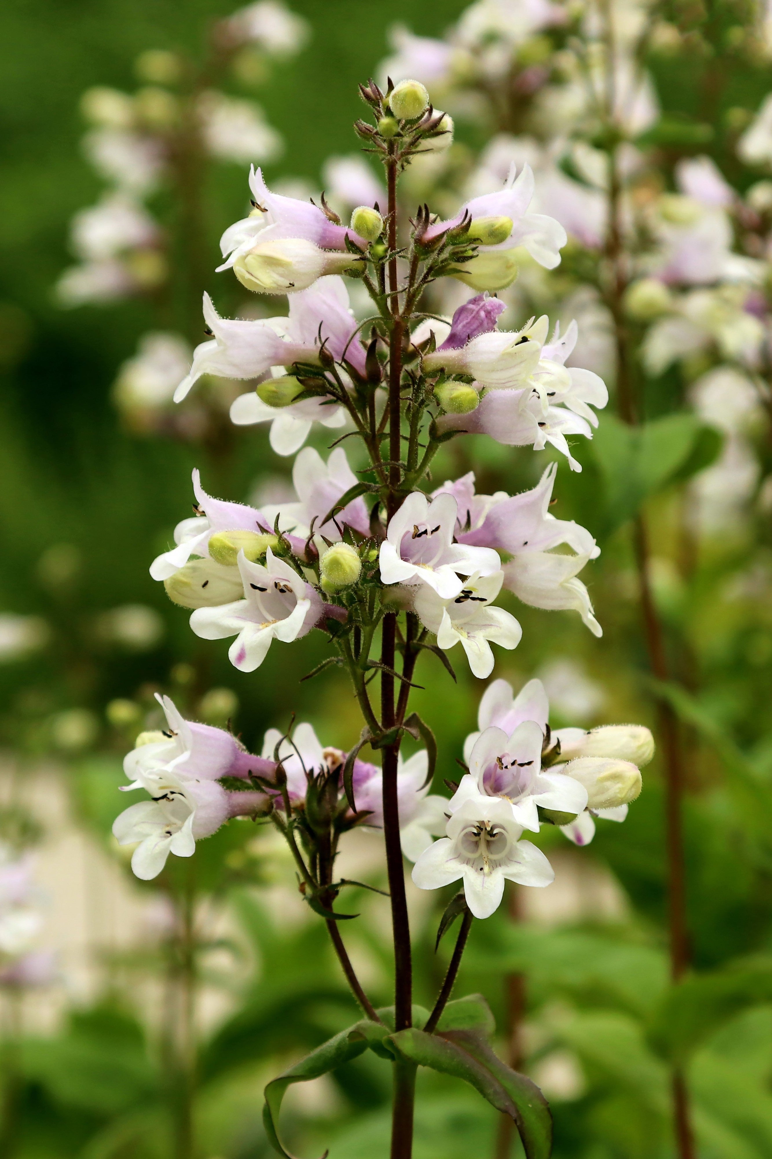 25 HUSKER RED PENSTEMON Digitalis Foxglove Beardtongue White Flower Seeds