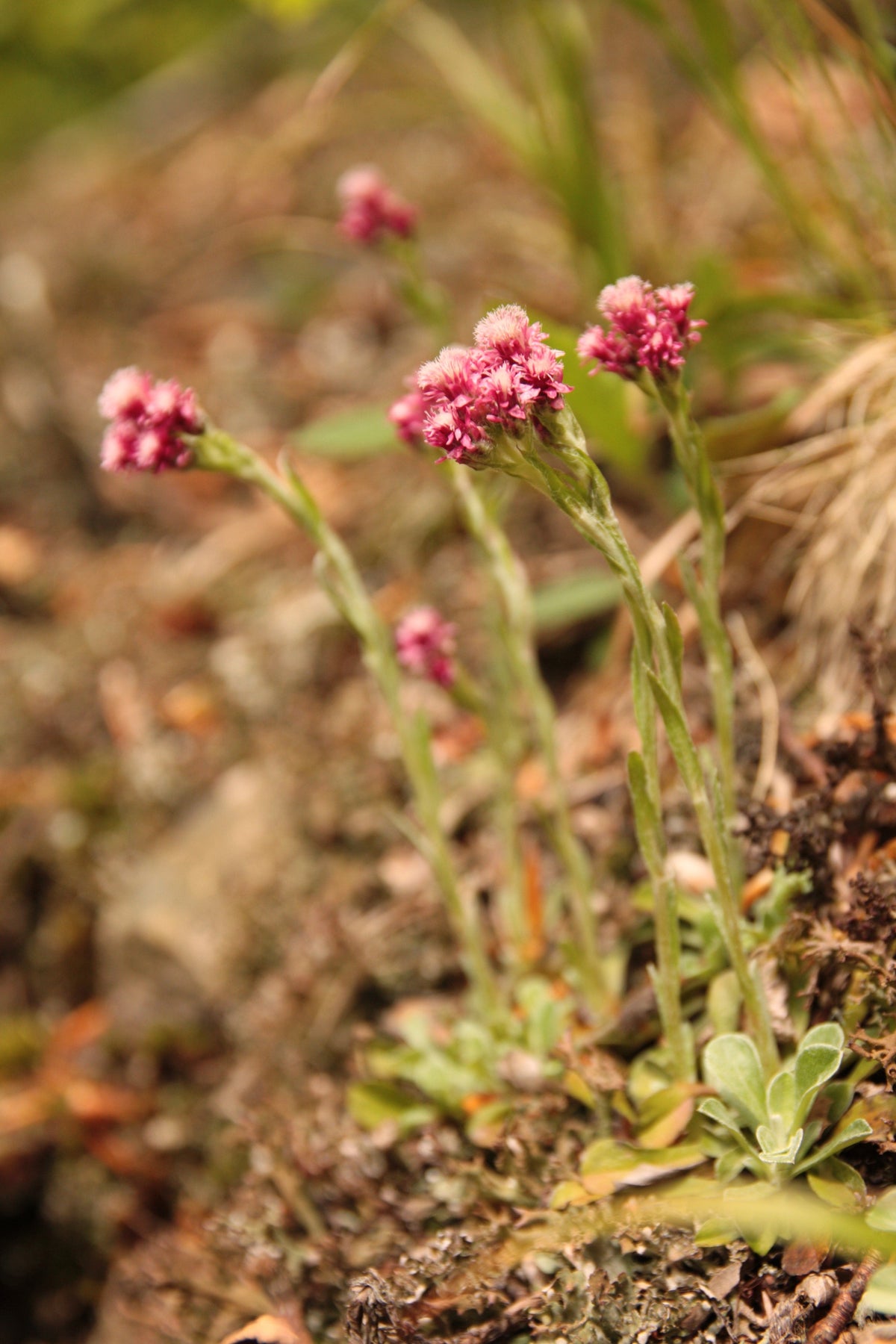 20 RED PUSSYTOES Antennaria Dioica Rubra Everlasting Flower Seeds