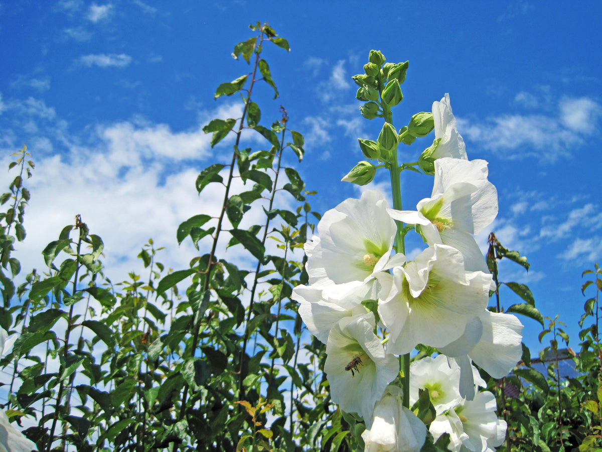 25 WHITE HOLLYHOCK Alcea Rosea Flower Seeds Perennial