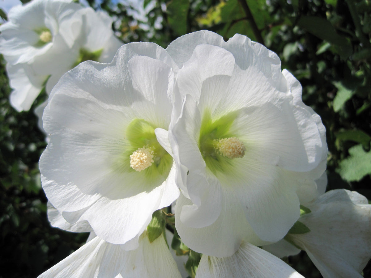25 WHITE HOLLYHOCK Alcea Rosea Flower Seeds Perennial