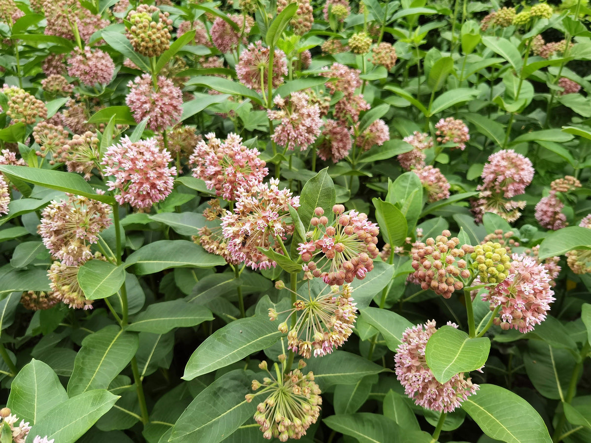 100 PINK MILKWEED Common Asclepias Syriaca Monarch Flower Seeds