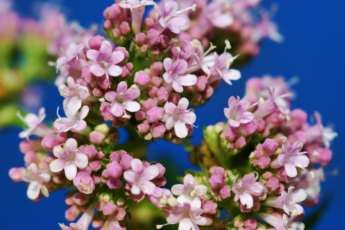 250 VALERIAN (Garden Heliotrope / Heal All) Valeriana Officinalis Herb Flower Seeds