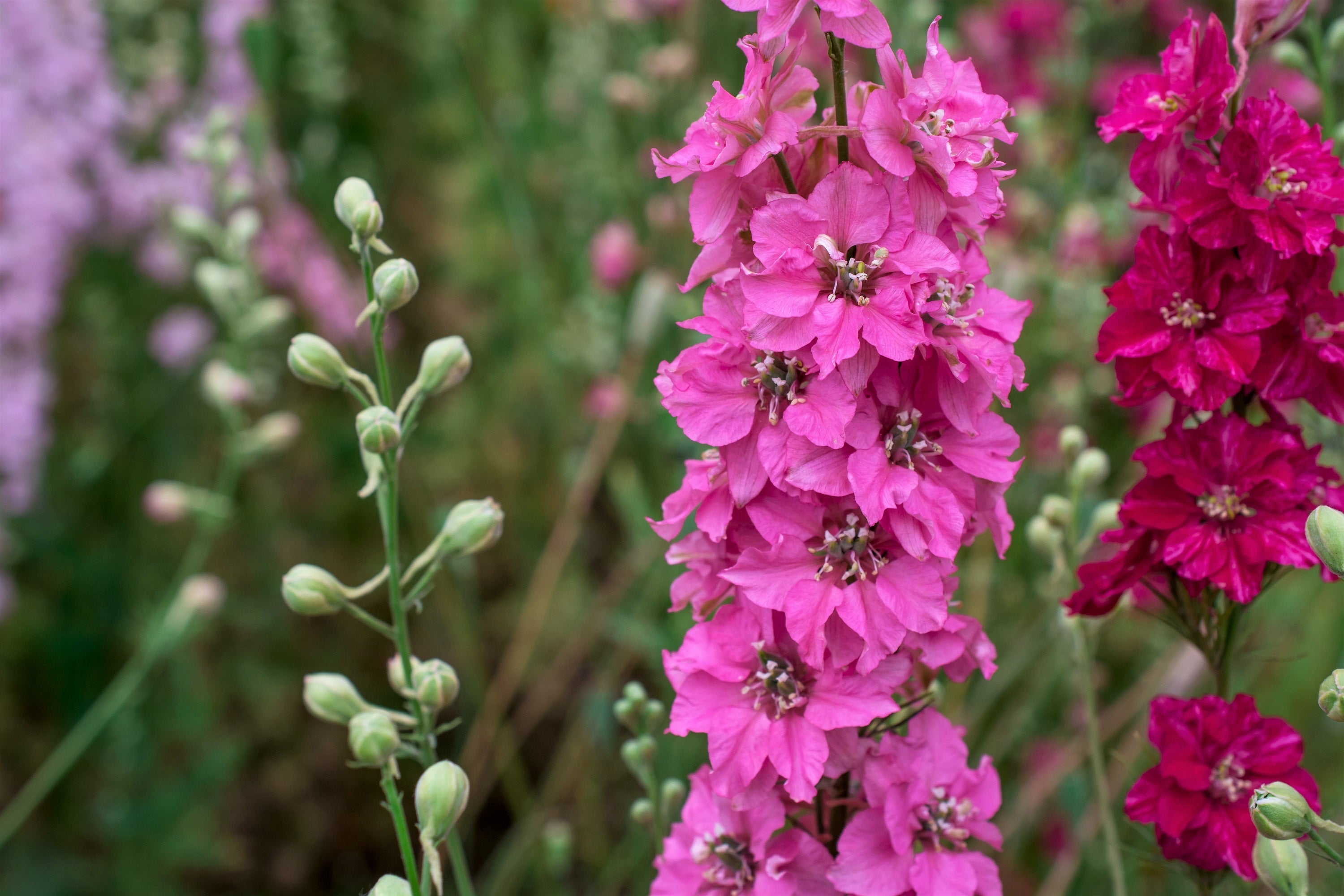 100 SUBLIME PINK LARKSPUR Consolida Ambigua Ajacis Delphinium Bright Pink Flower Seeds