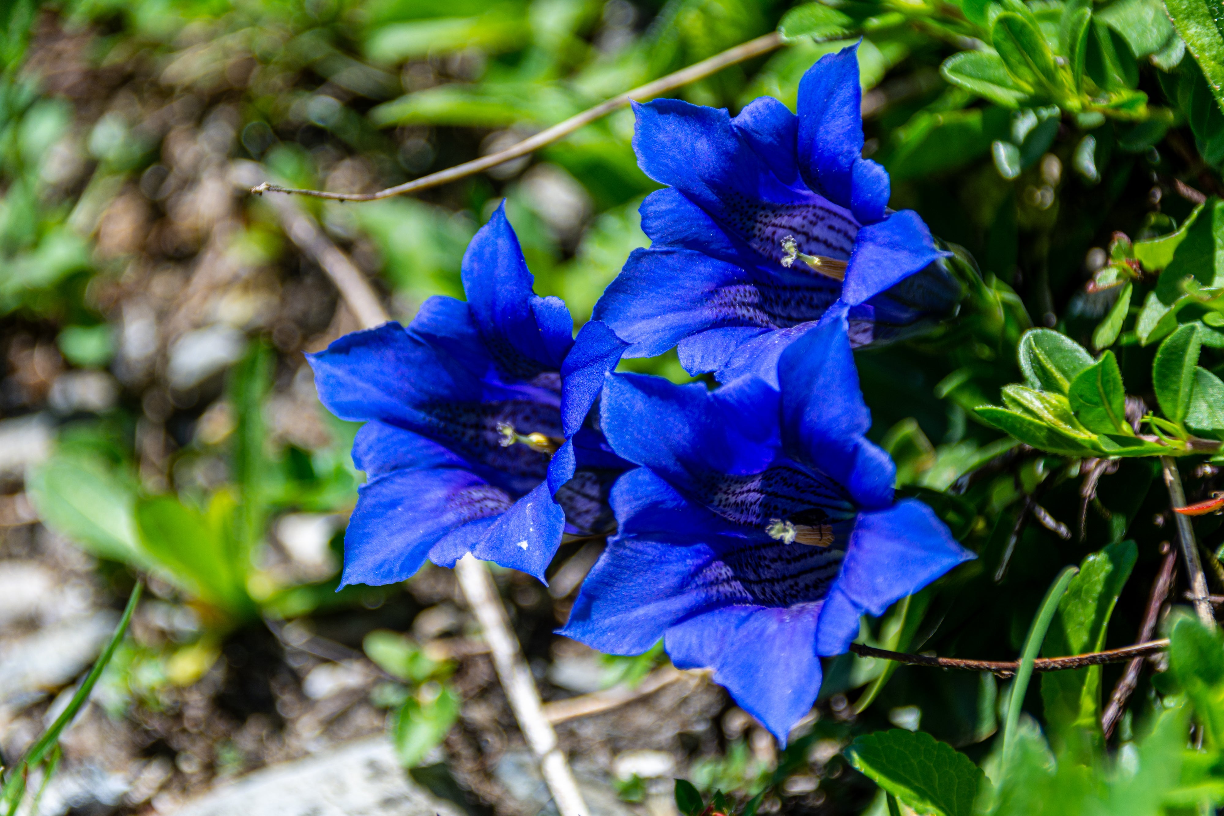 15 Blue STEMLESS GENTIAN Gentiana Acaulis Kochiana Flower Seeds