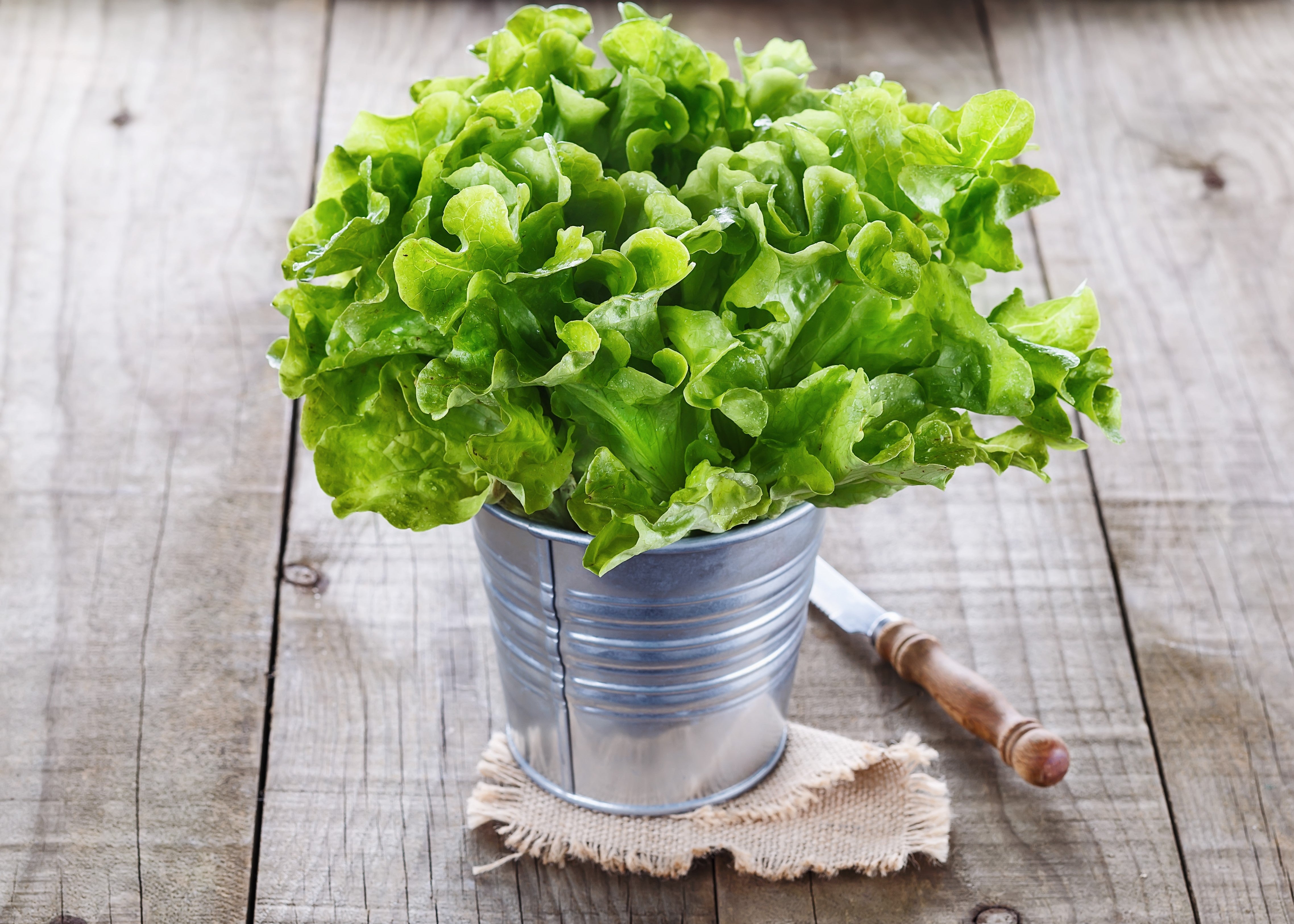 3000 OAK LEAF LETTUCE Lactuca Sativa Vegetable Seeds