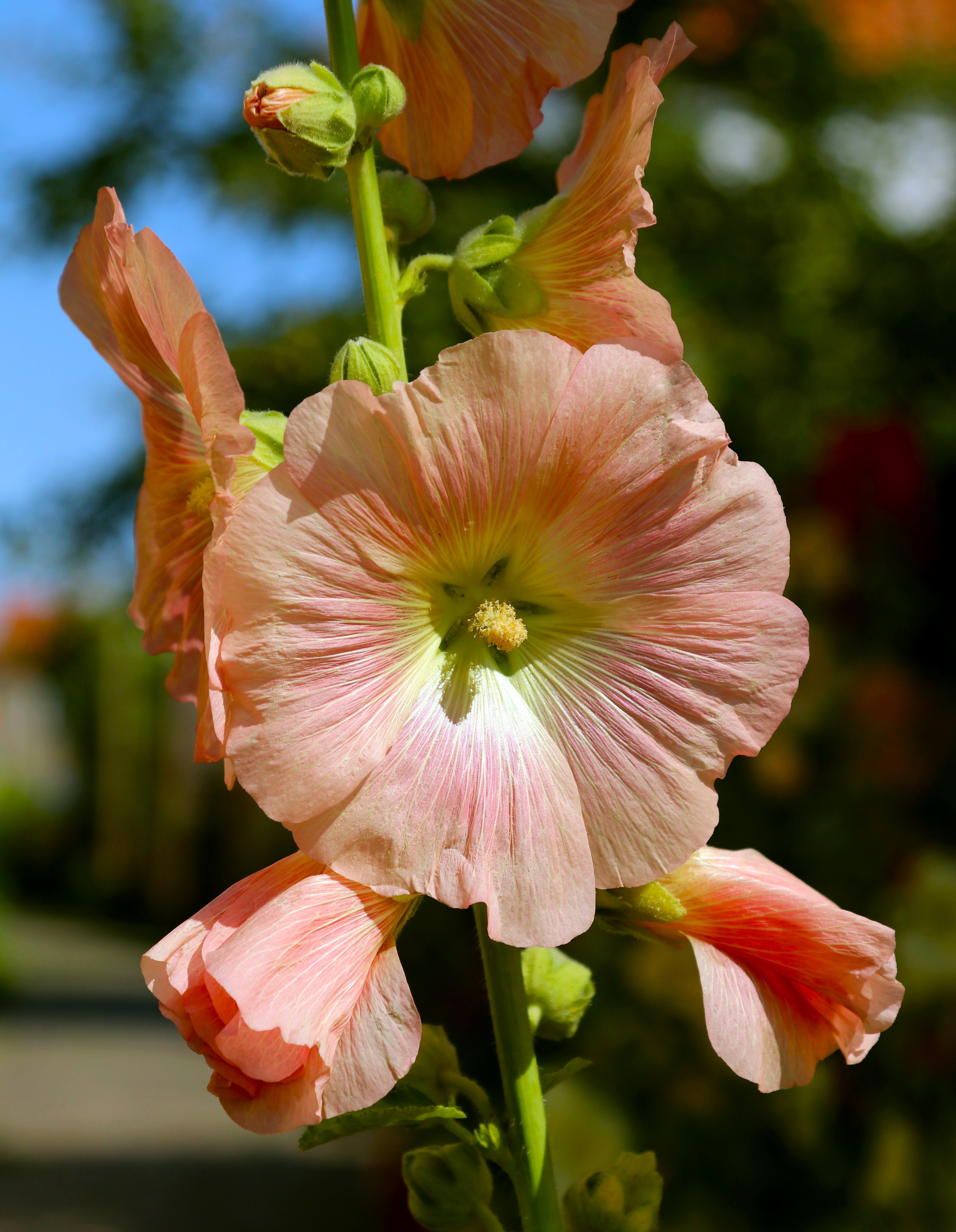 25 PEACH HOLLYHOCK Alcea Rosea Flower Seeds Perennial