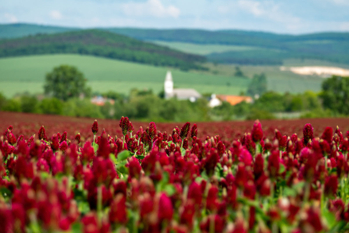3000 CRIMSON CLOVER (Carnation, French, or Italian Clover) Trifolium Incarnatum Flower Seeds