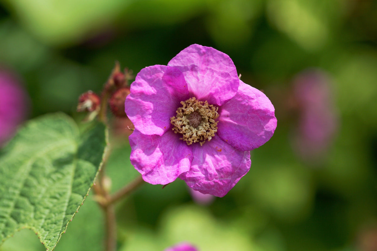 20 PURPLE FLOWERING RASPBERRY Thornless Edible Rubus Odoratus Fruit Berry Seeds