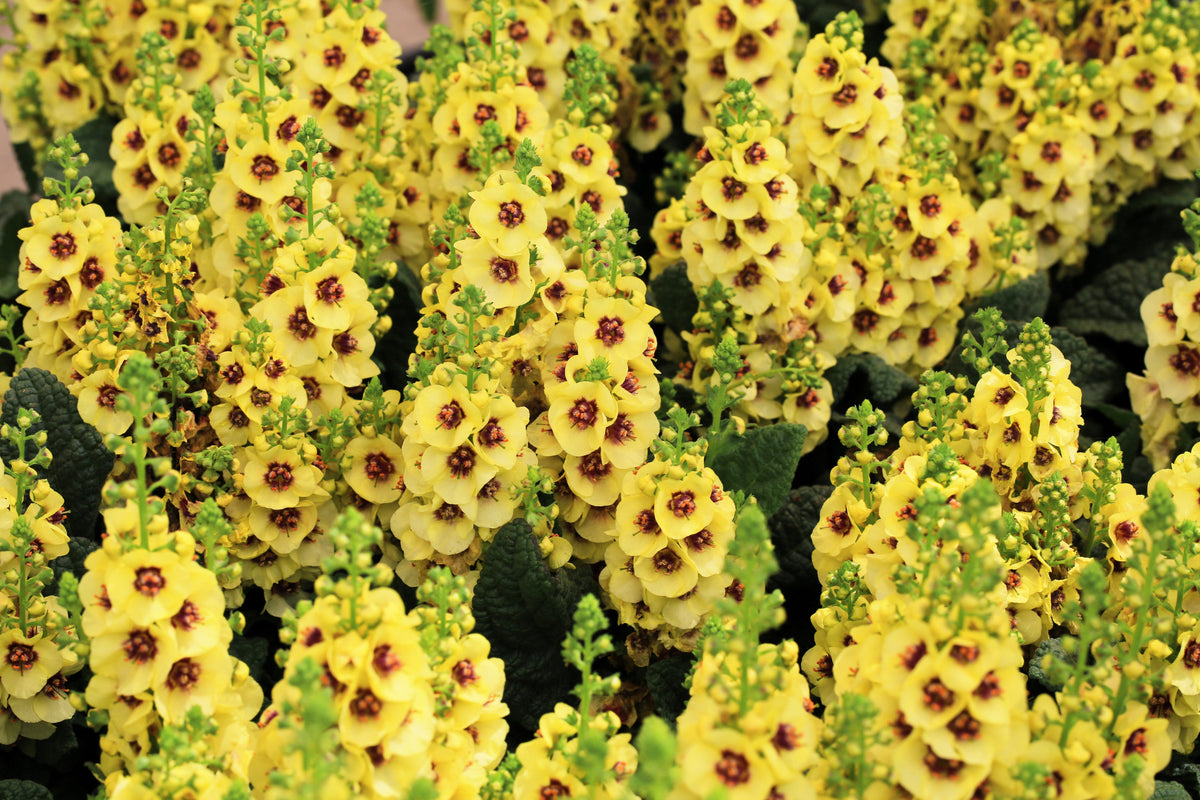 100 MIXED COLORS VERBASCUM Verbascum Phoeniceum Flower Seeds