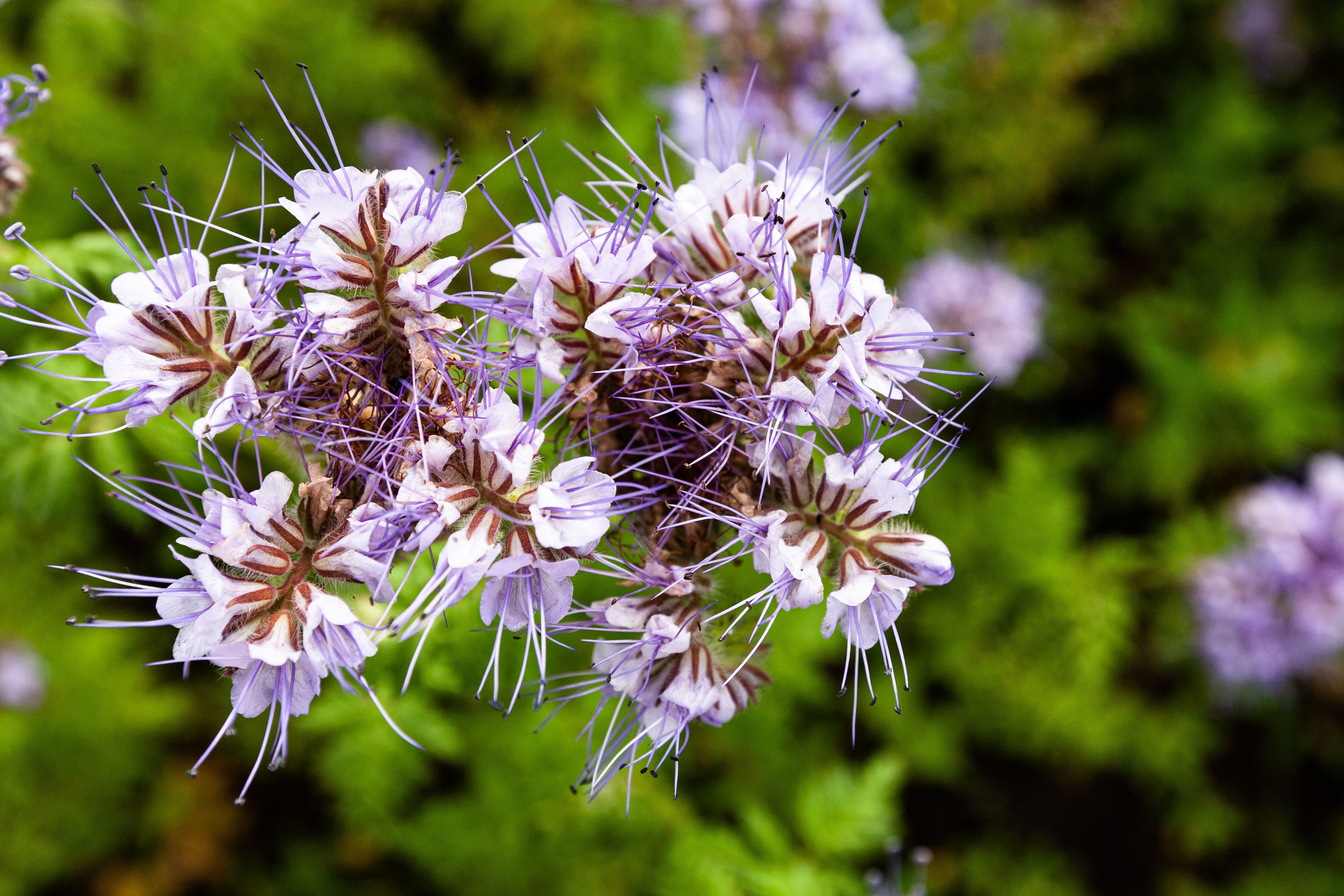 300 PURPLE TANSY Lacy Fiddleneck Phacelia Tanacetifolia Flower Seeds