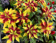 150 TRICOLOR AMARANTHUS PERFECTA Summer Poinsettia Amaranth Flower Seeds