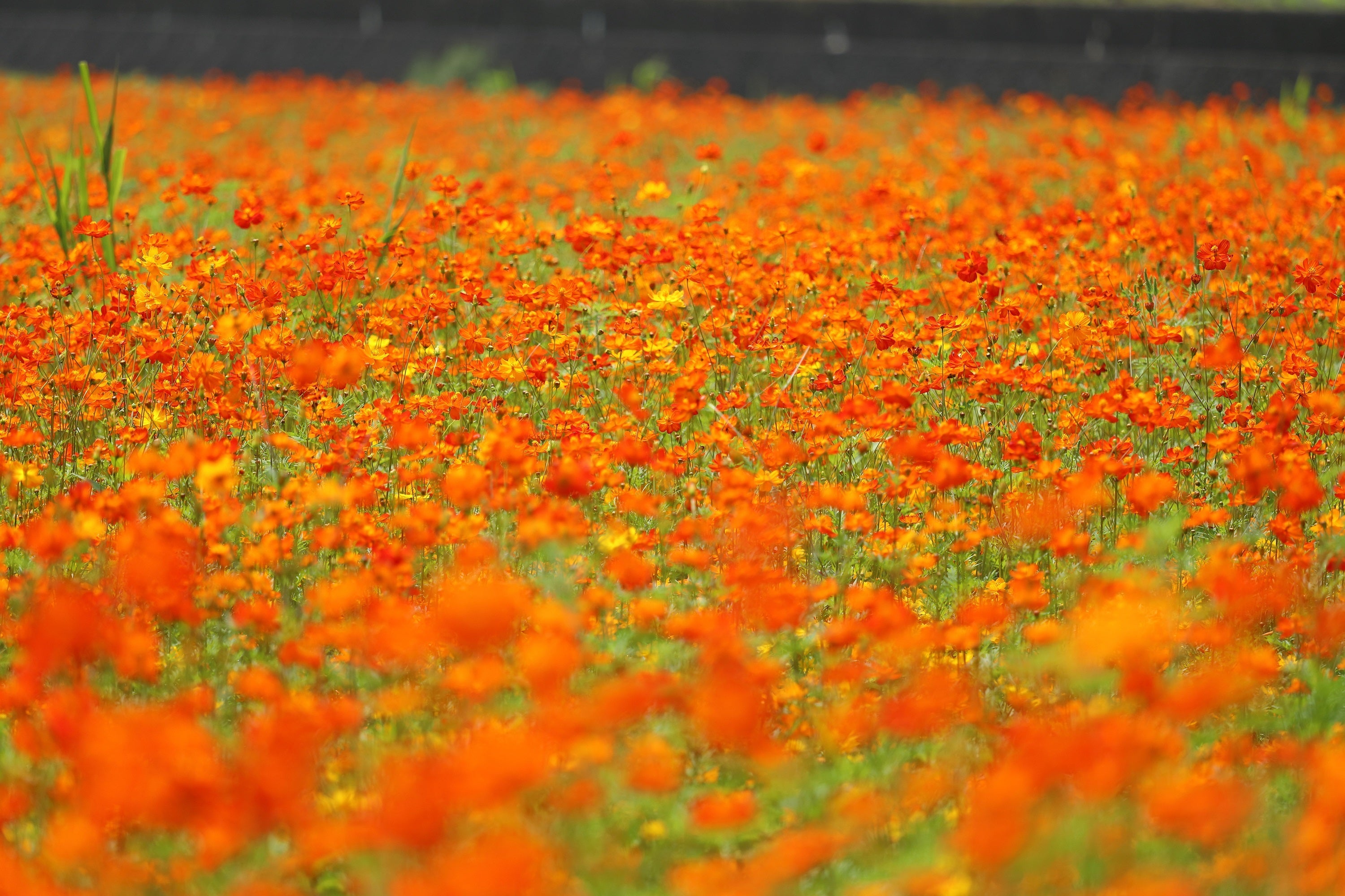 150 ORANGE SULPHUR COSMOS Klondike Sulphureus Seeds