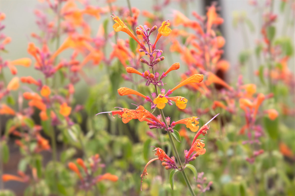 30 MIXED COLORS AGASTACHE Aurantiaca Cana Hummingbird Mint Hyssop Flower Seeds