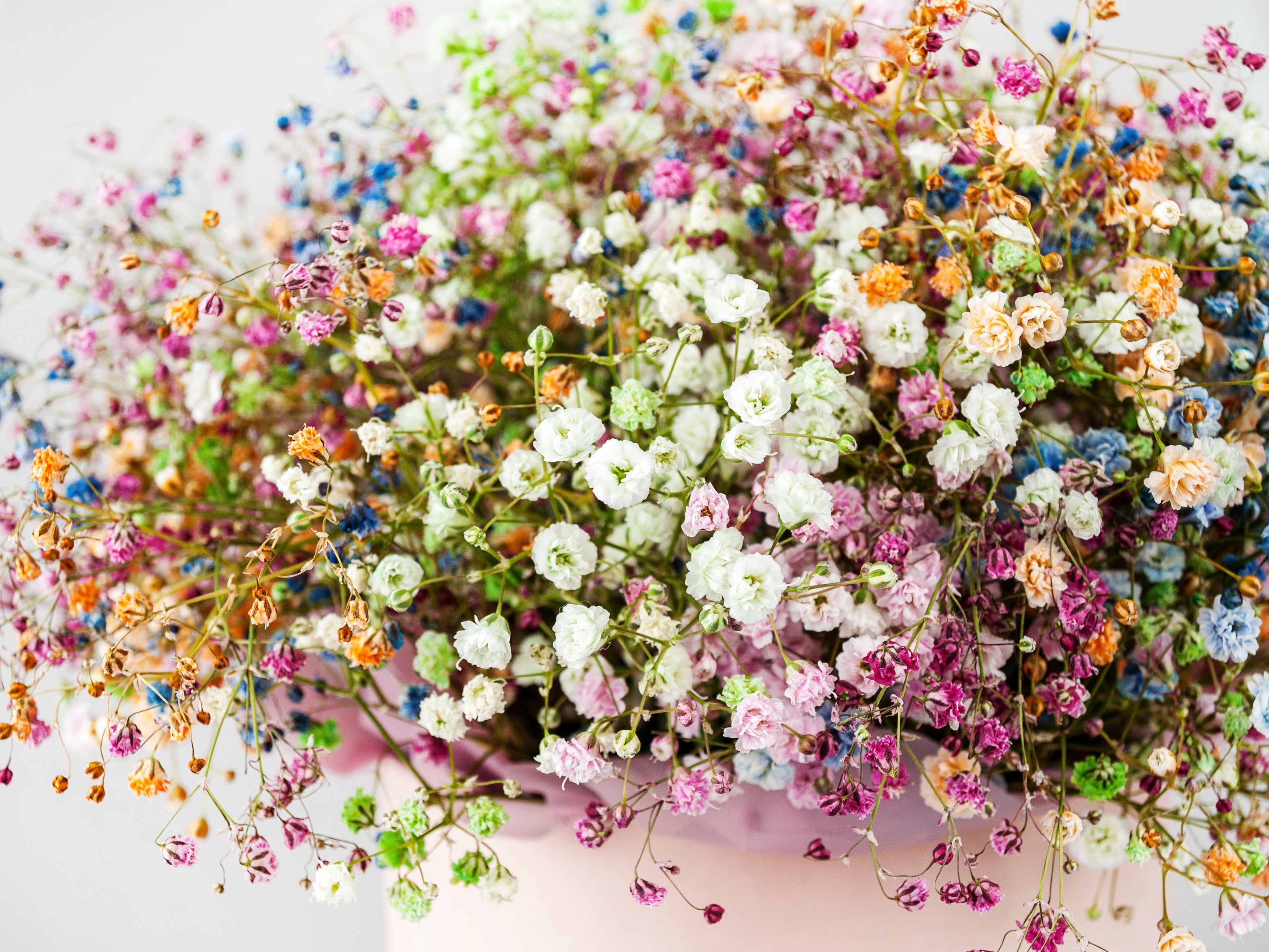 1000 White BABY'S BREATH 'Covent Garden' Gypsophila Elegans Flower Seeds
