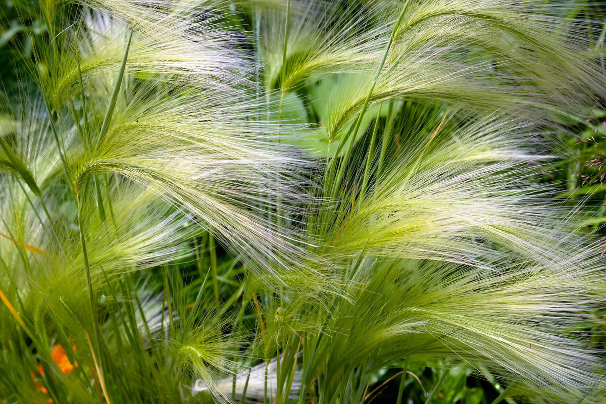 40 SQUIRREL TAIL Barley GRASS (Foxtail Barley) Hordeum Jubatum Ornamental Seeds