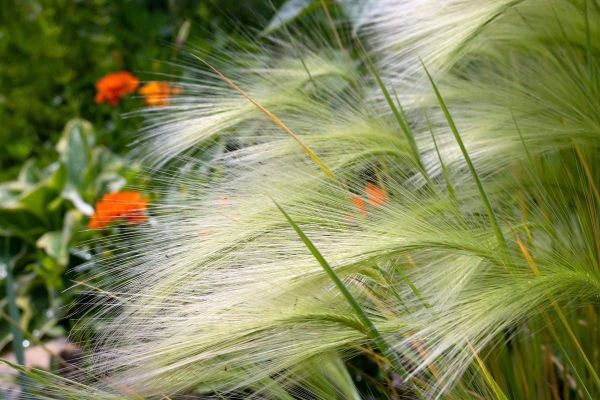 40 SQUIRREL TAIL Barley GRASS (Foxtail Barley) Hordeum Jubatum Ornamental Seeds