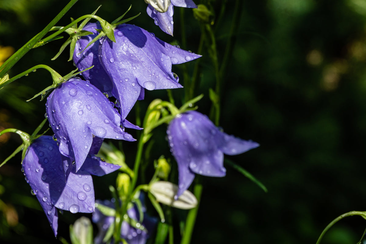 500 TELHAM BEAUTY BELLFLOWER Blue Peach Leaved Campanula Persicifolia Flower Seeds
