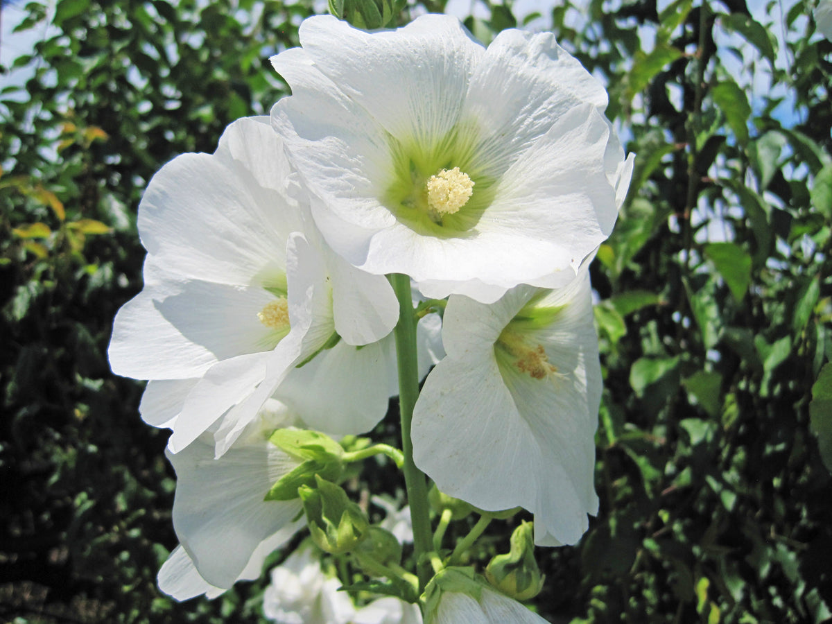 25 WHITE HOLLYHOCK Alcea Rosea Flower Seeds Perennial
