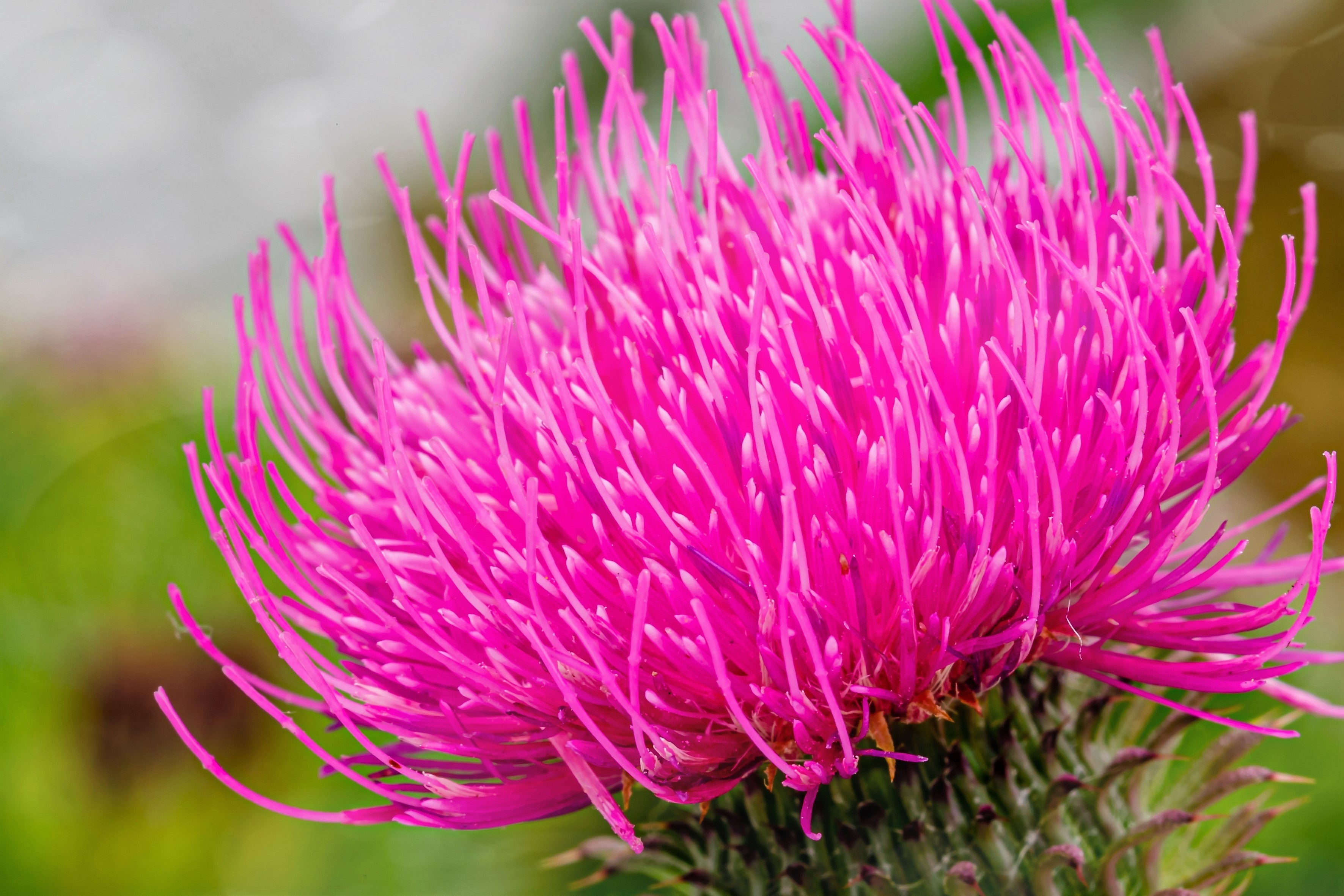 100 ORGANIC Blessed MILK THISTLE Silybum Marianum Hummingbird Purple Flower Seeds