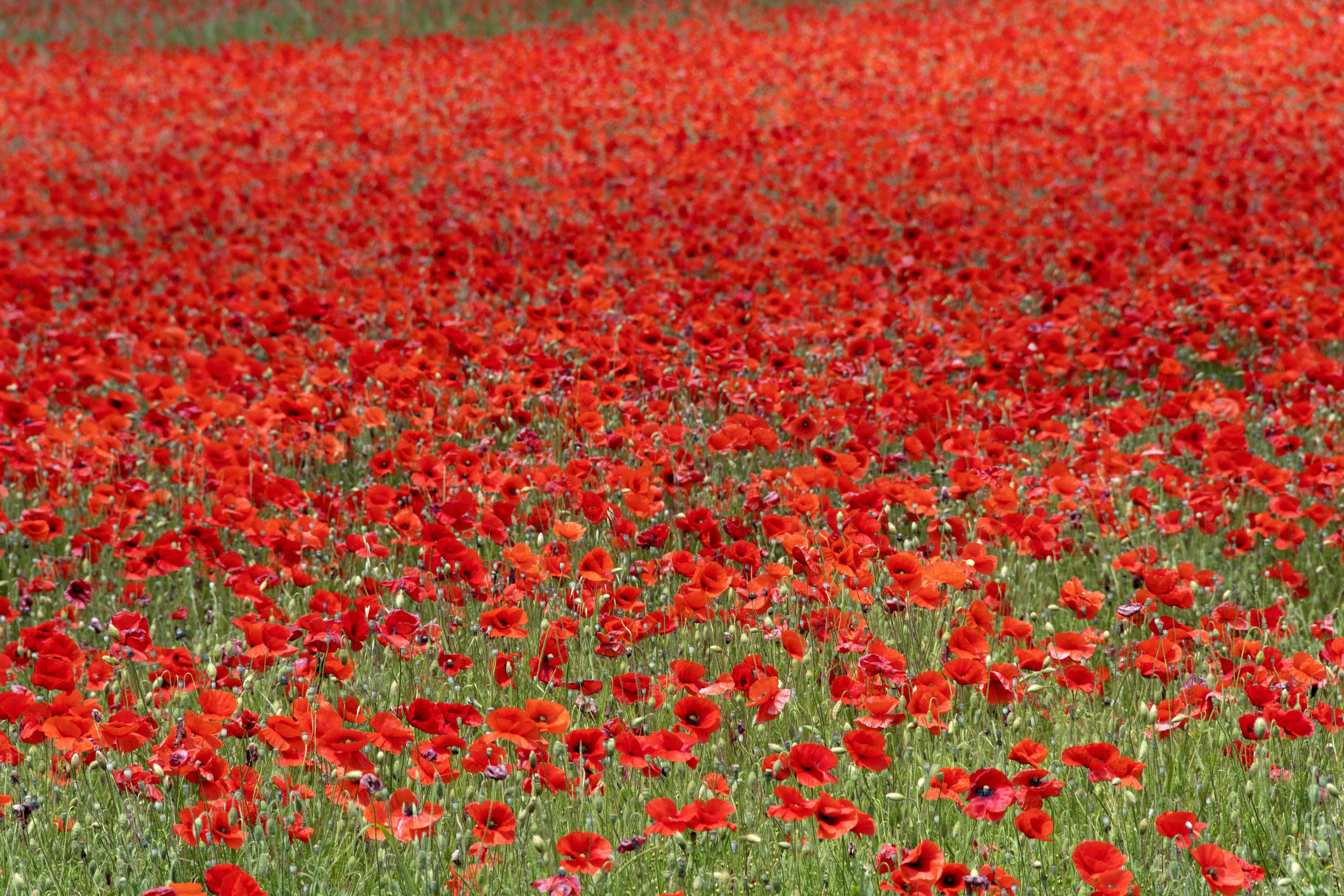 250 Red LONG POD POPPY Papaver Dubium Long Headed Blindeyes Flower Seeds