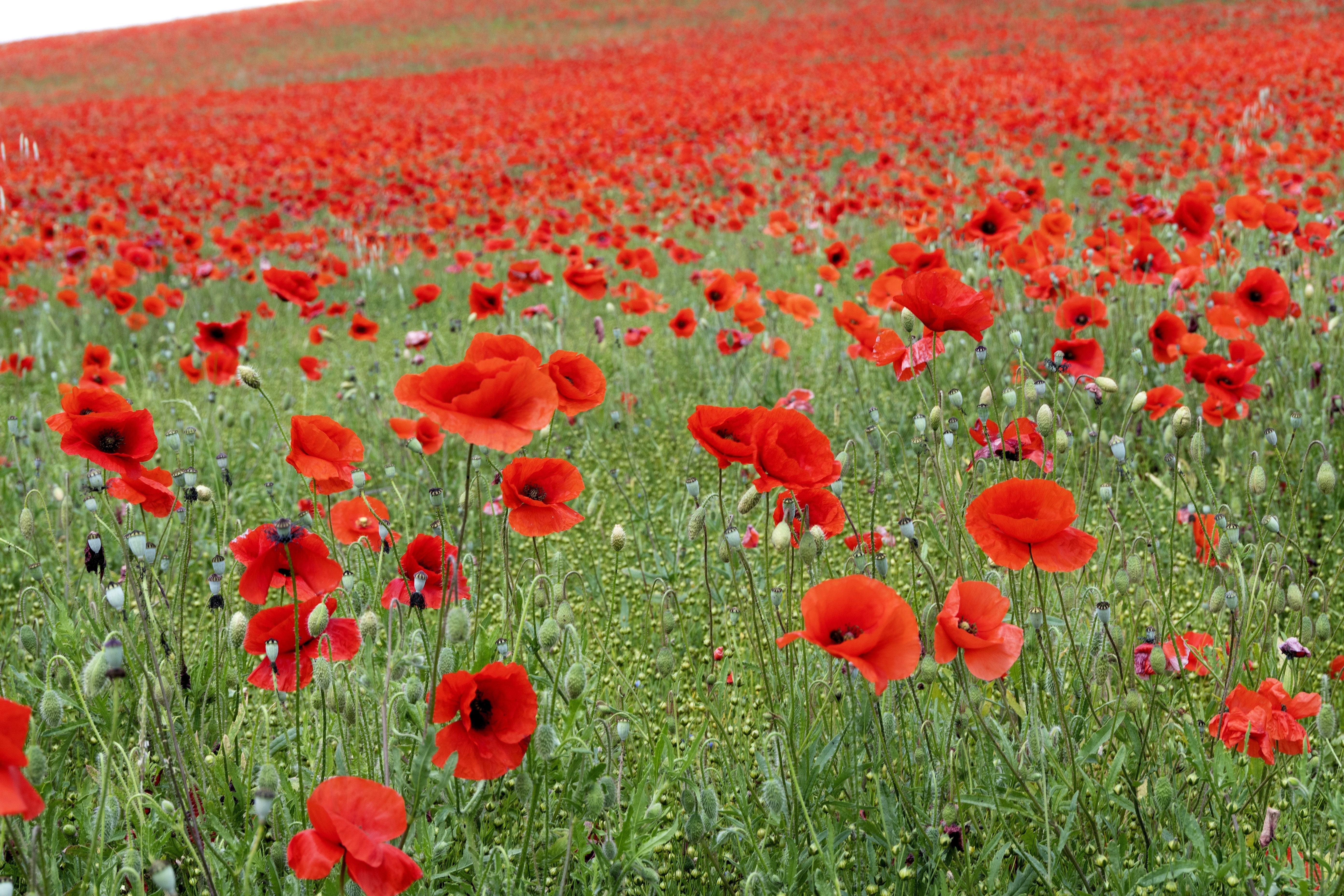 250 Red LONG POD POPPY Papaver Dubium Long Headed Blindeyes Flower Seeds