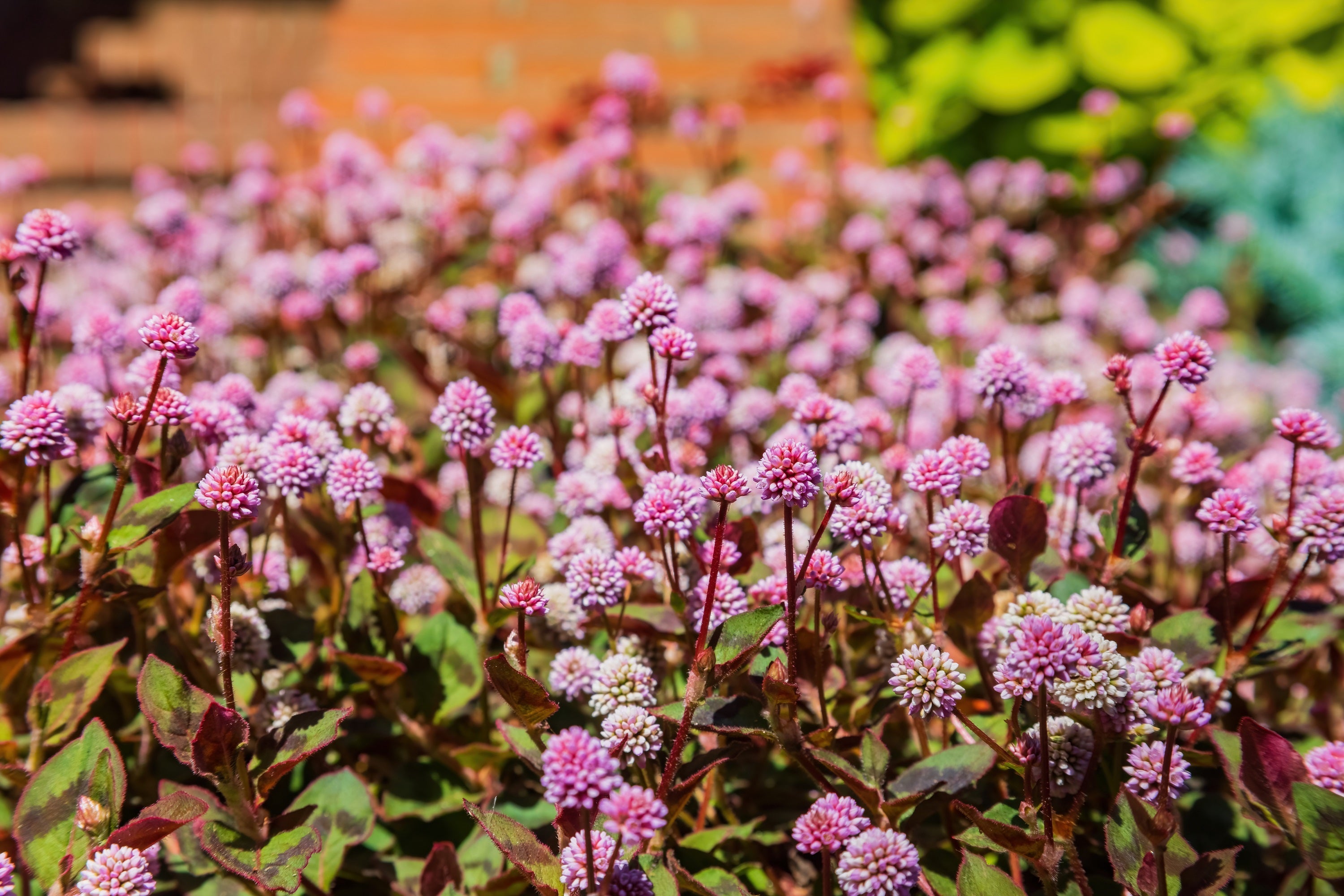 20 PUNCHING BALLS Pink Buttons Persicaria Capitata Polygonum Flower Seeds