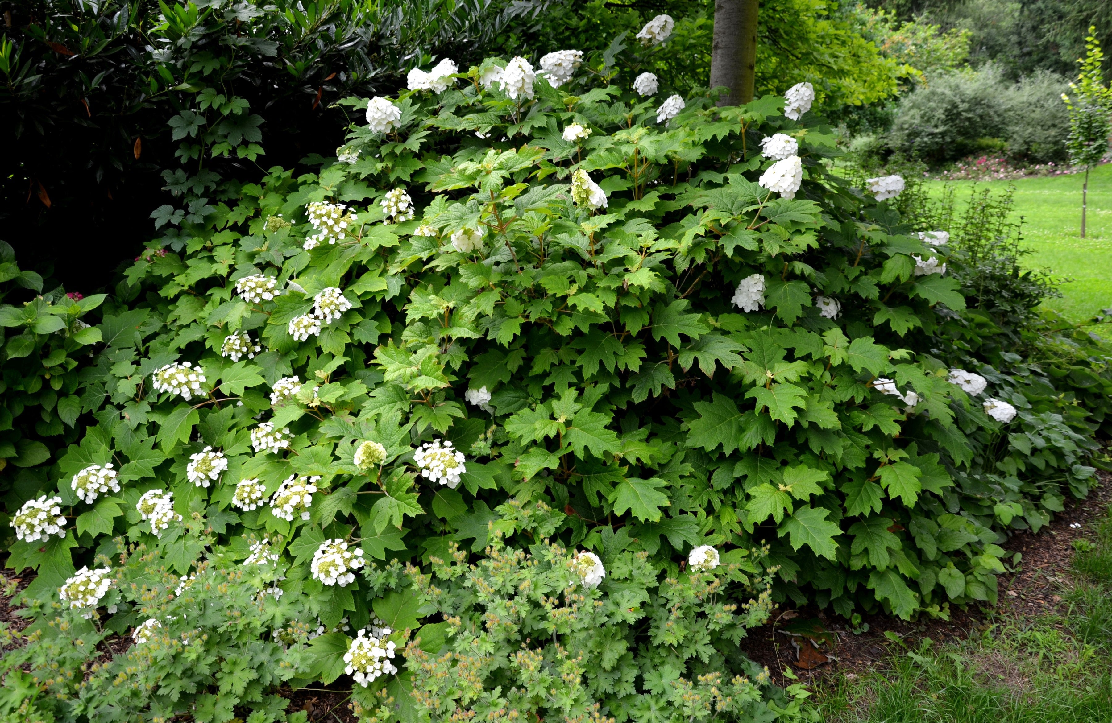 40 White OAK LEAF HYDRANGEA Quercifolia Shrub Flower Seeds