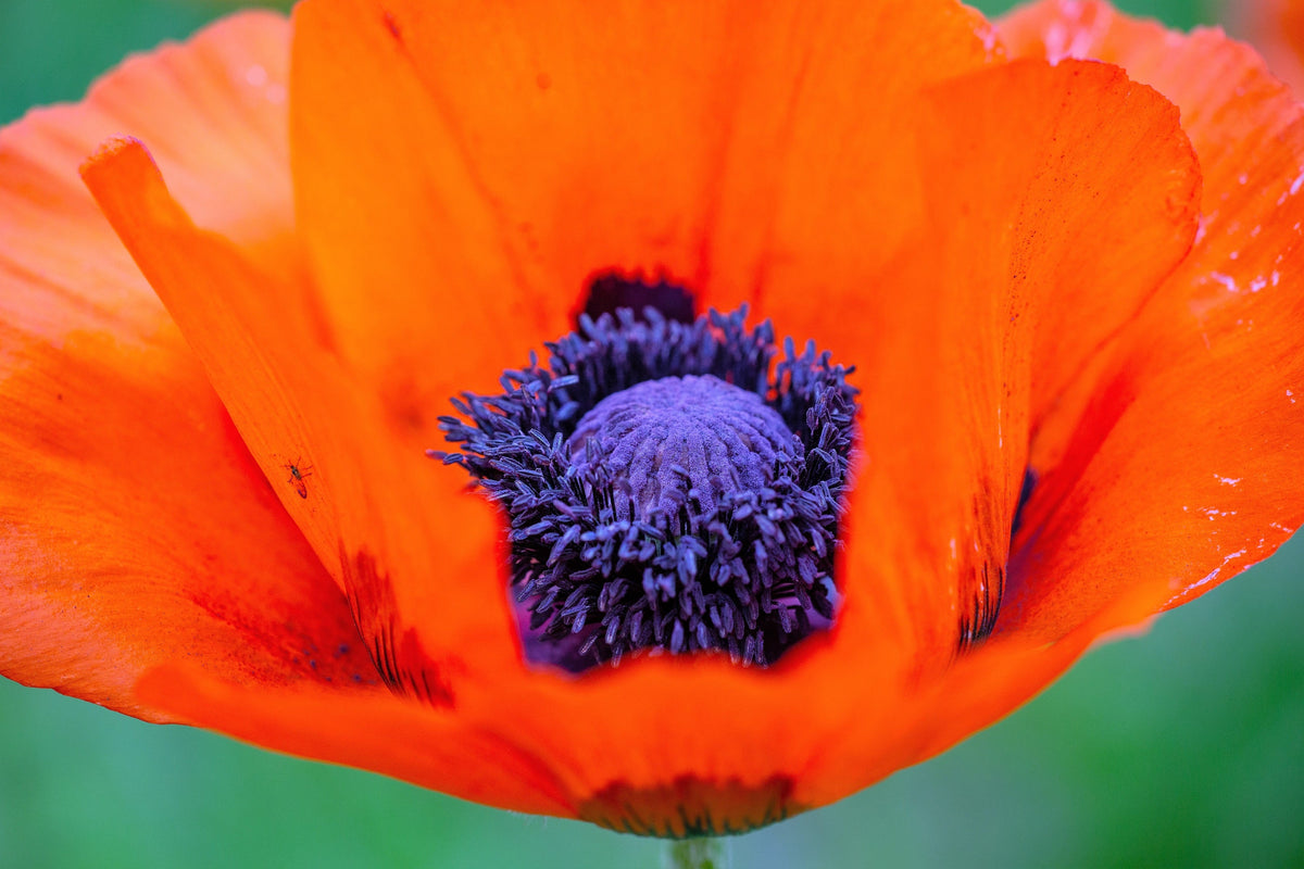 100 PRINCE of ORANGE POPPY Oriental Poppy Papaver Orientale Perennial Flower Seeds