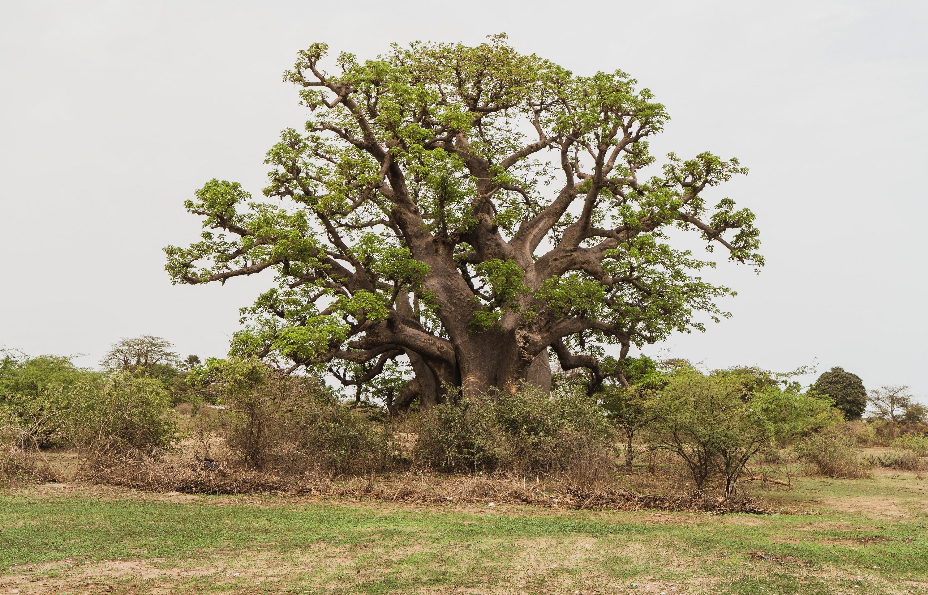 1000 BULK African BAOBAB TREE Adansonia Digitata Monkey Bread Judas Fruit Seeds