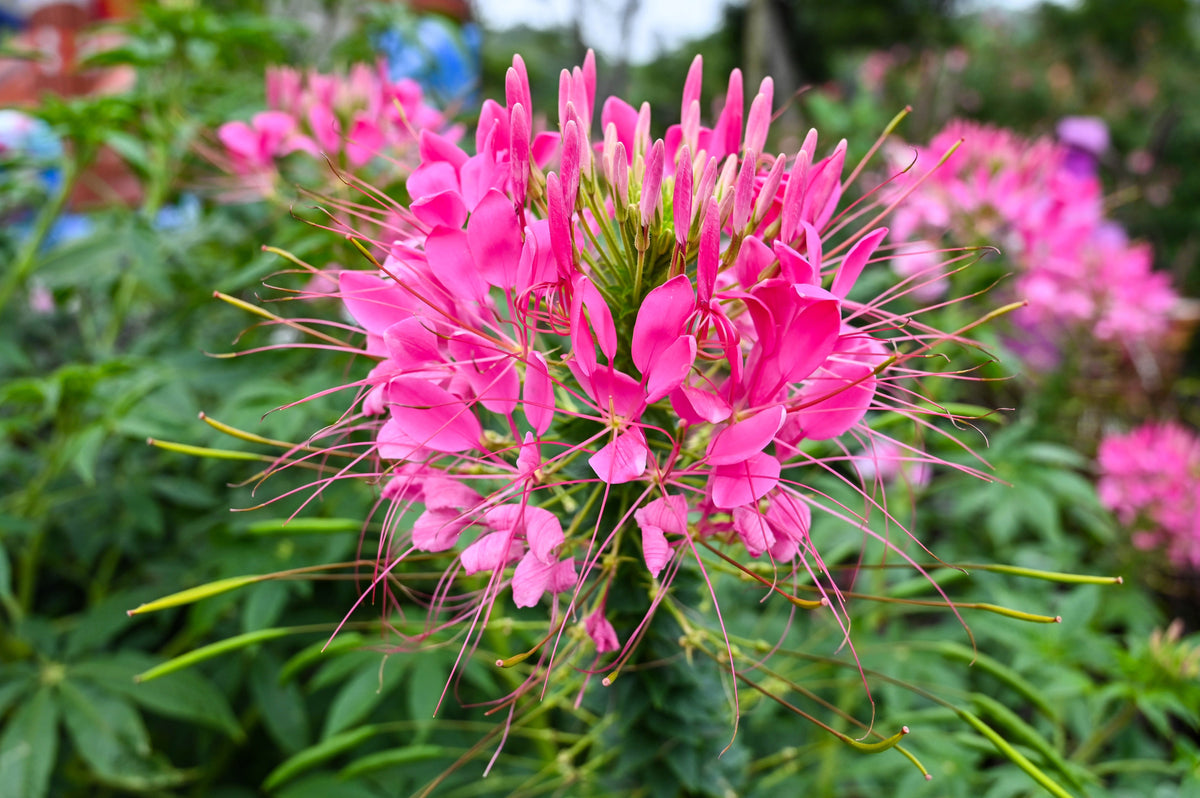 200 MAUVE QUEEN CLEOME Spinosa Hassleriana Purple Pink Spider Flower Seeds