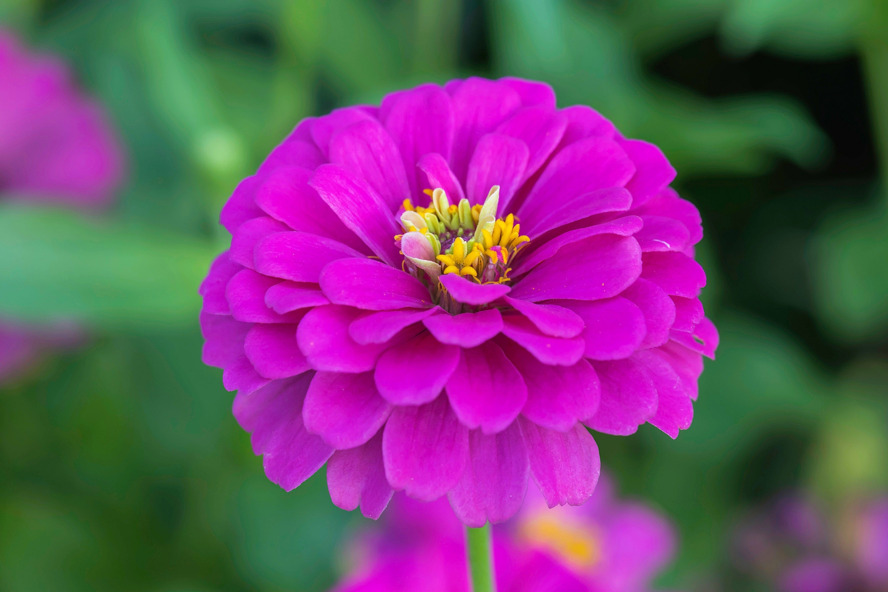 250 PURPLE PRINCE ZINNIA Elegans Flower Seeds