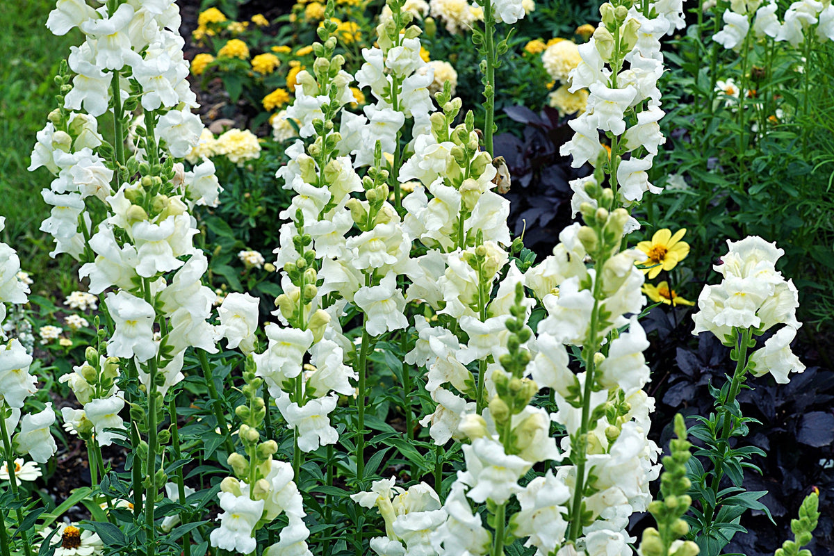 250 WHITE SNOWFLAKE SNAPDRAGON Antirrhinum Majus Flower Seeds