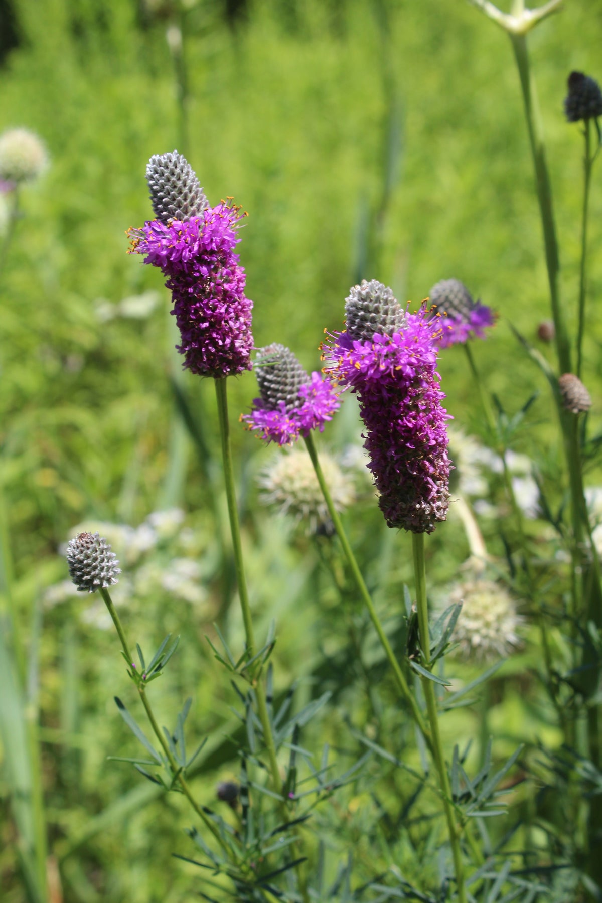 700 PURPLE PRAIRIE CLOVER Dalea Purpurea Flower Seeds