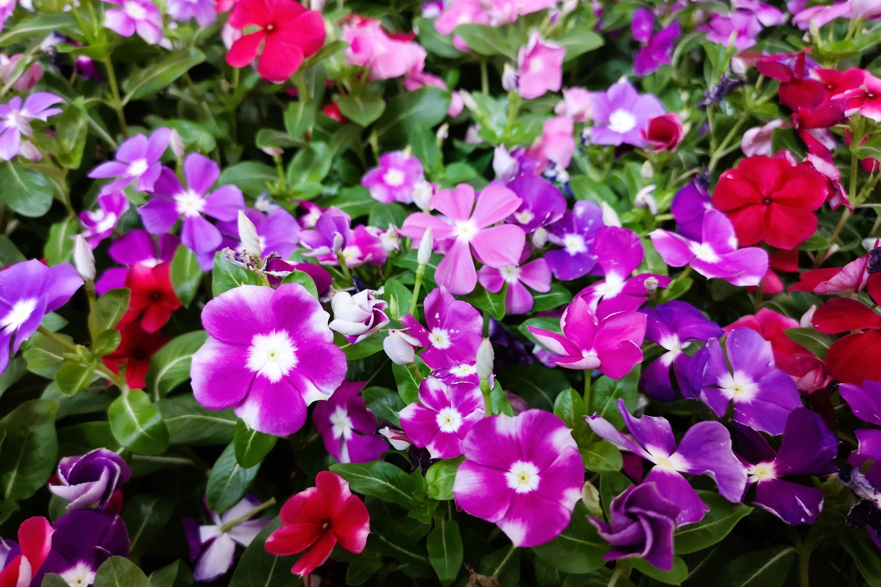 100 DWARF Little MIX PERIWINKLE / Vinca Rosea Flower Seeds