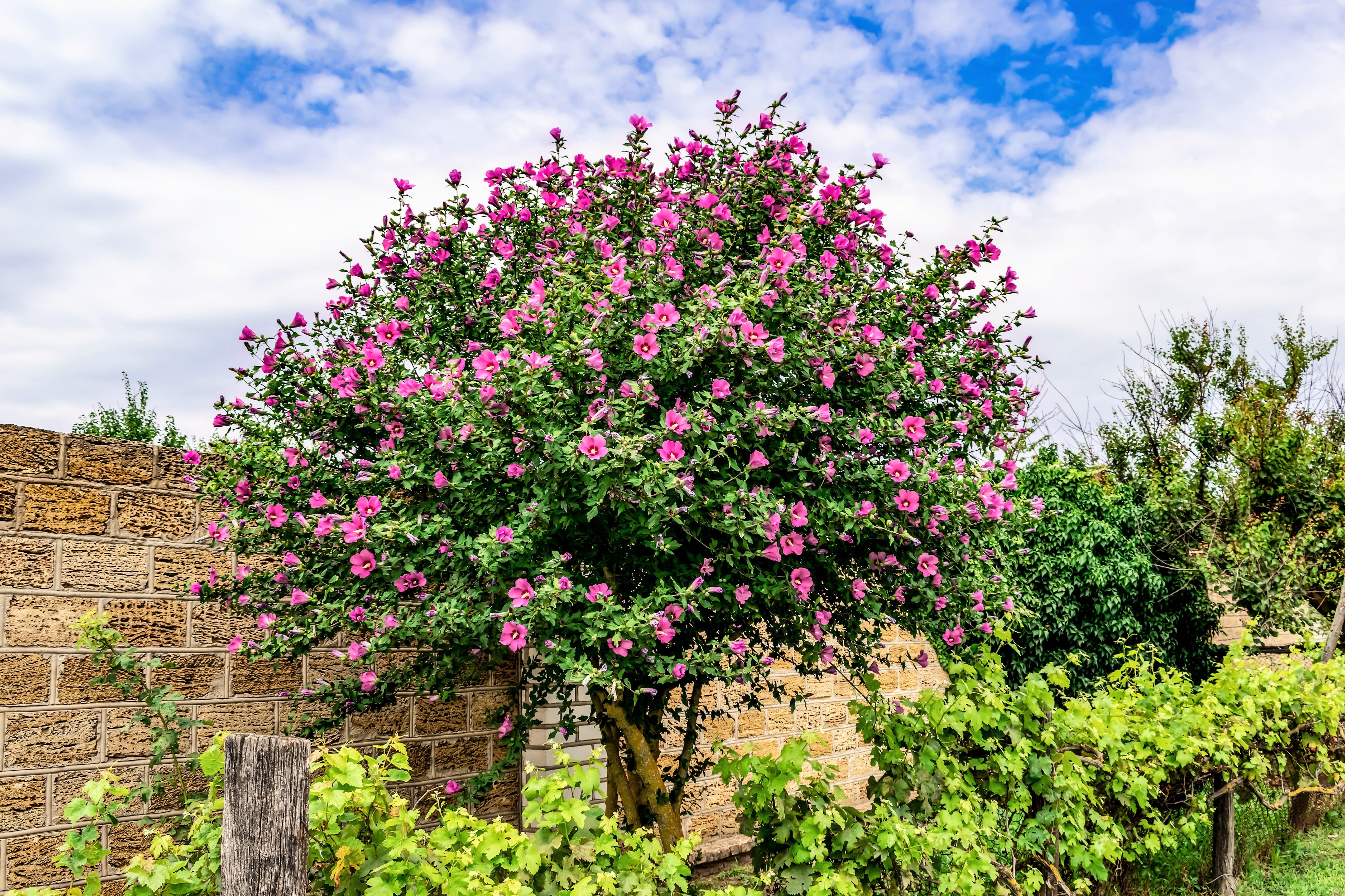 50 Mixed Colors ROSE Of SHARON HIBISCUS Syriacus Flower Tree Bush Seeds Mix