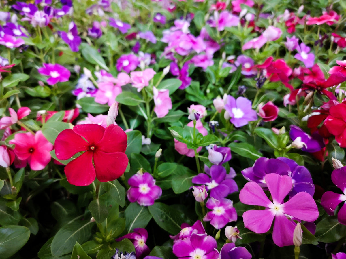100 DWARF Little MIX PERIWINKLE / Vinca Rosea Flower Seeds