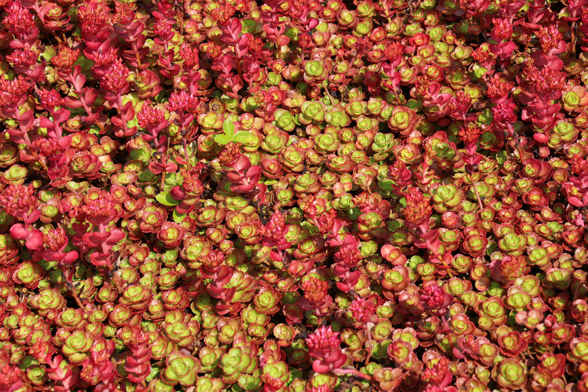 50 Red DRAGONS BLOOD SEDUM Stonecrop Sedum Spurium Flower Seeds