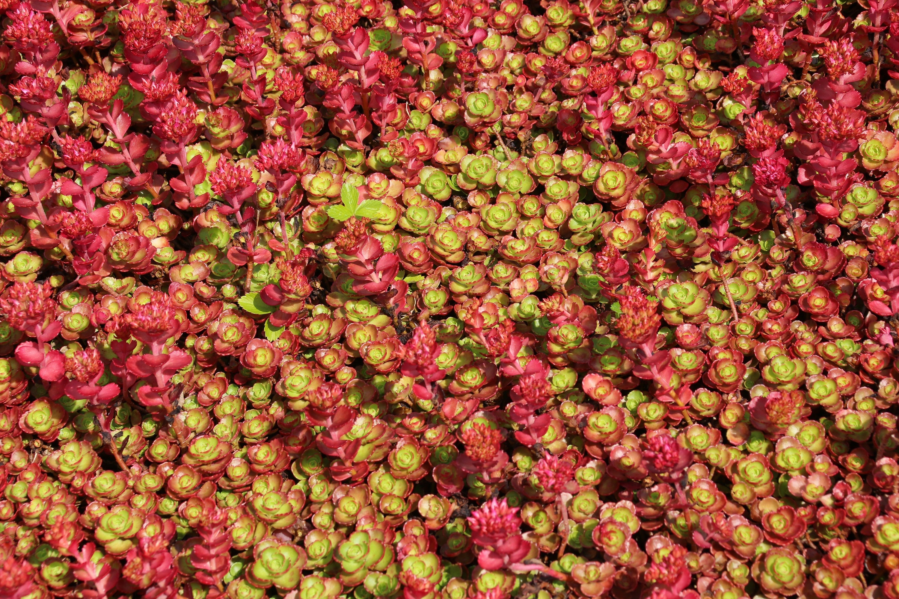150 MIXED SEDUM Stonecrop Succulent Groundcover Red White Yellow Pink Purple Flower Seeds
